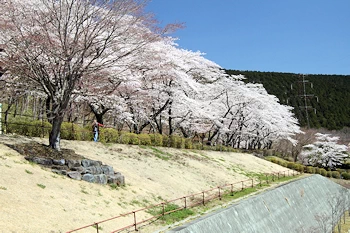 富士霊園の風景