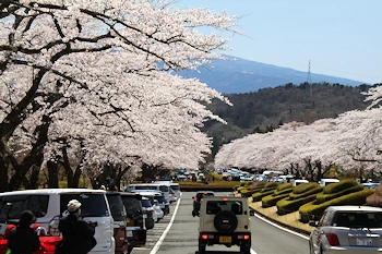 富士霊園の風景