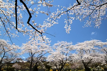 富士霊園の風景