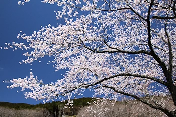 富士霊園の風景