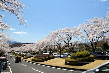 富士霊園の風景