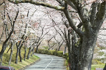 富士霊園の風景
