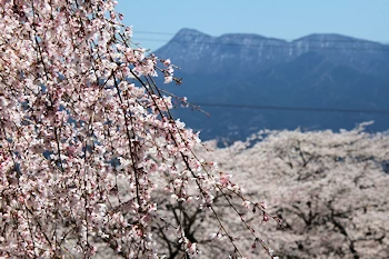 富士霊園の風景