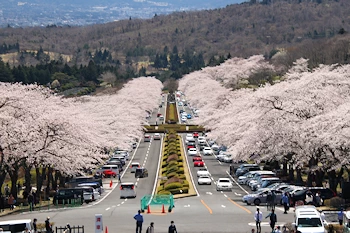 富士霊園の風景