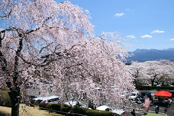 富士霊園の風景