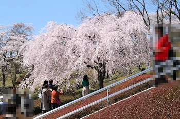 富士霊園の風景