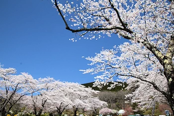 富士霊園の風景