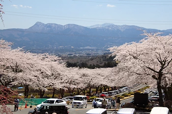 富士霊園の風景