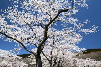 富士霊園の風景