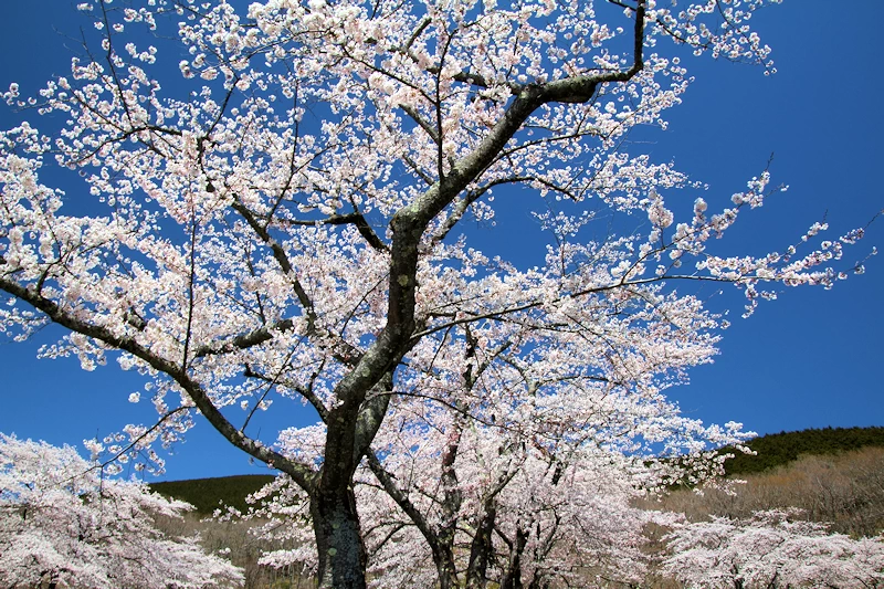 富士霊園の風景
