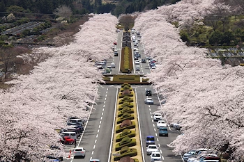 富士霊園の風景