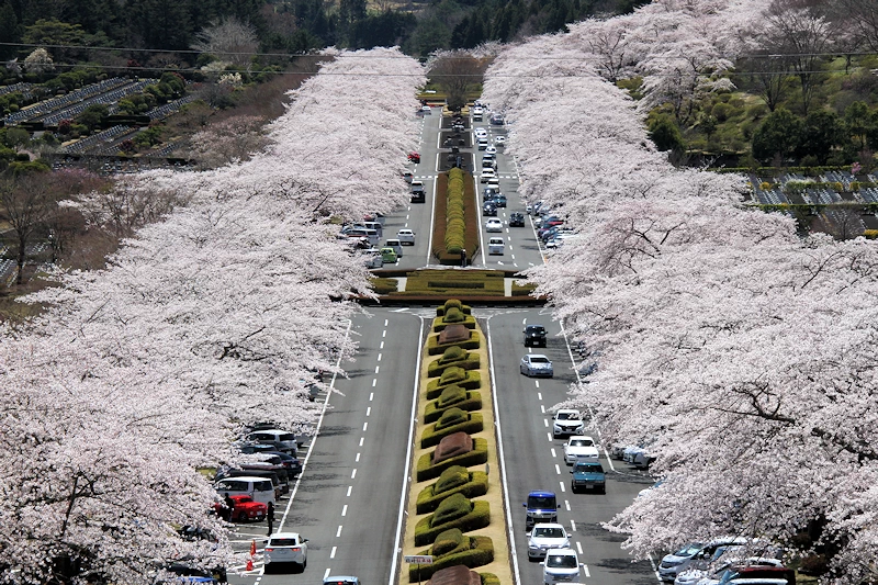 富士霊園の風景