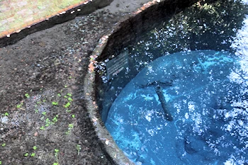 柿田川湧水群の風景