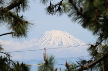 松の間から見える富士山の風景