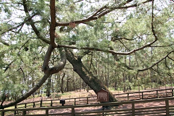 新羽衣の松の風景