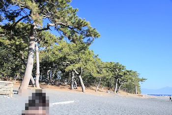 白砂青松の風景