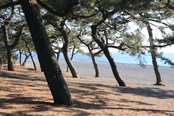 森林浴にうってつけの風景