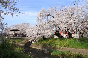 五条川の風景