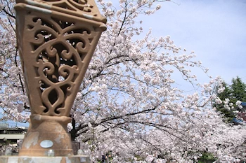 山崎川四季の道の風景