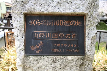 山崎川四季の道の風景