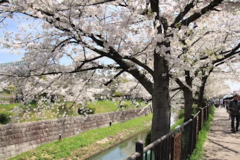 山崎川四季の道の風景