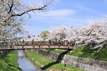 山崎川四季の道の風景
