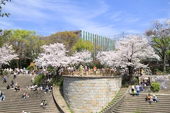 山崎川四季の道の風景