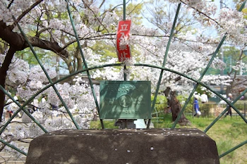 山崎川四季の道の風景