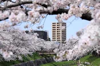 山崎川四季の道の風景