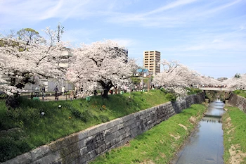山崎川四季の道の風景