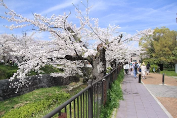 山崎川四季の道の風景