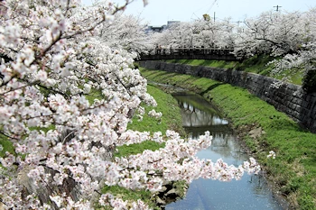 山崎川四季の道の風景