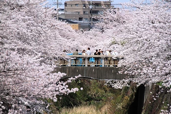 山崎川四季の道の風景