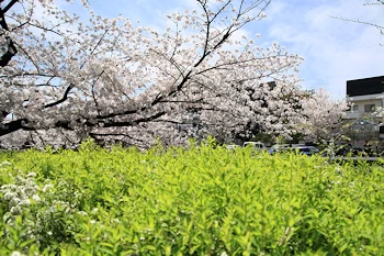 山崎川四季の道の風景