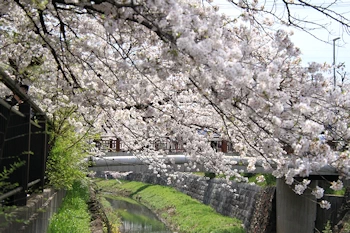 山崎川四季の道の風景