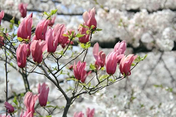 山崎川四季の道の風景
