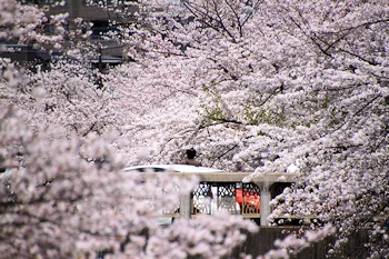 山崎川四季の道の風景
