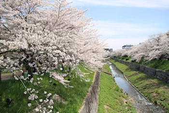山崎川四季の道の風景