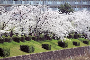 山崎川四季の道の風景