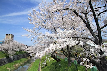 山崎川四季の道の風景