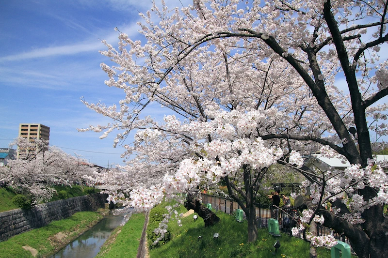 山崎川四季の道の風景