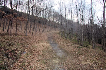 昭和の森の画像