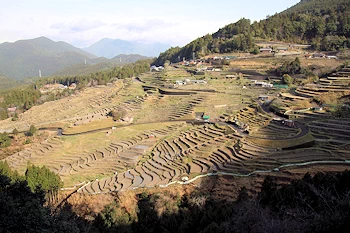 丸山千枚田の画像