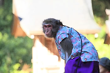 お猿のわかばちゃんの風景