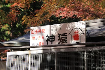 神猿（まさる）の風景