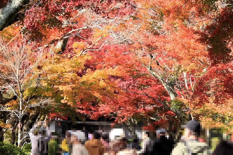 西教寺の紅葉
