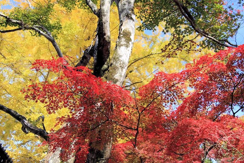 西教寺の紅葉