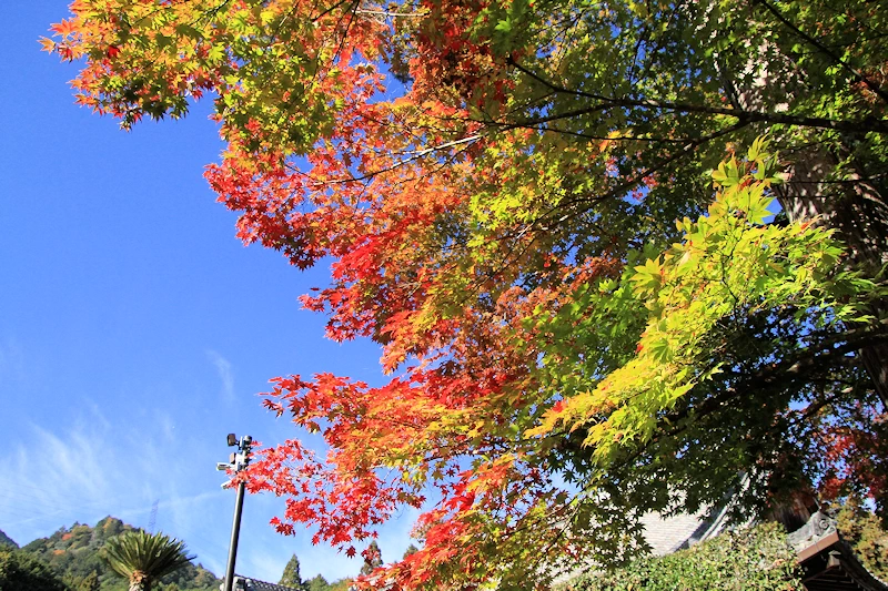 西教寺の紅葉