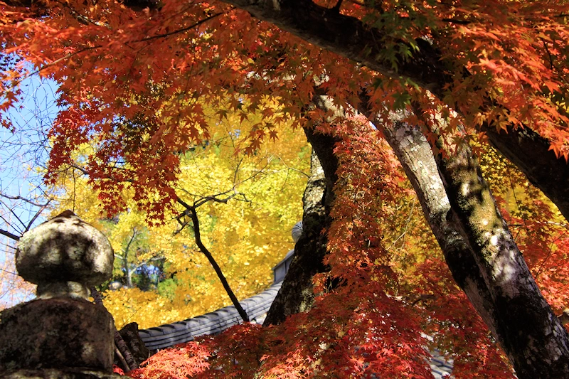 西教寺の紅葉