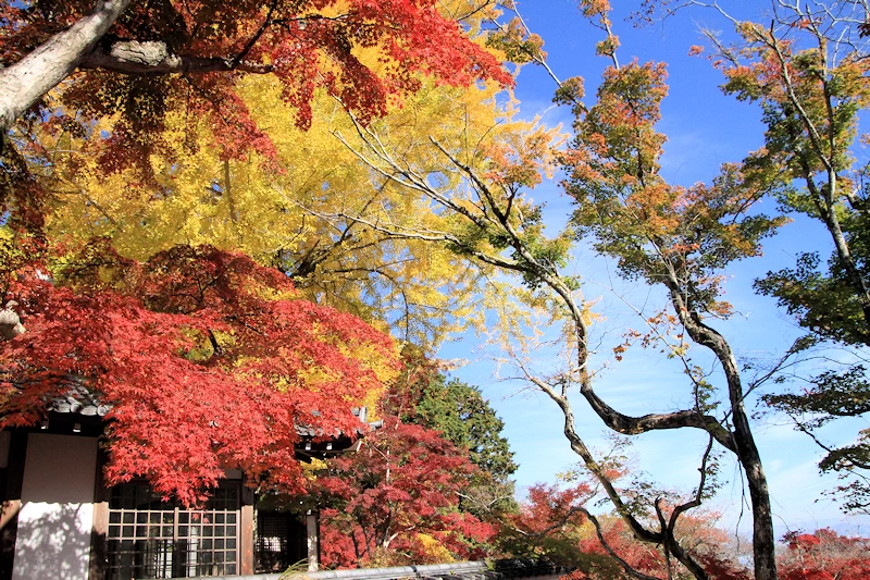 西教寺の紅葉